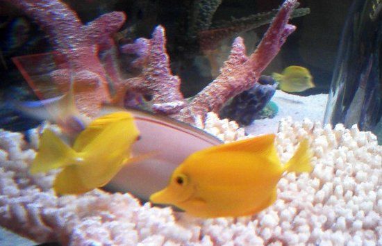 シー ライフ水族館